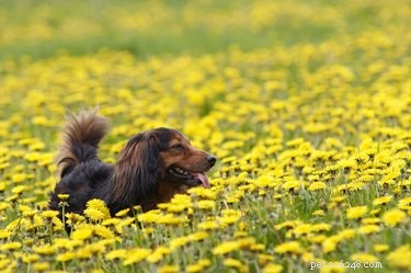 108 имен цветов для собак