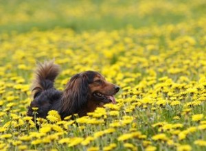 개를 위한 108개의 꽃 이름