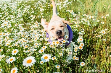 108 květinových jmen pro psy