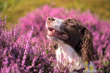 108 bloemennamen voor honden