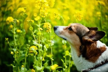 108 květinových jmen pro psy