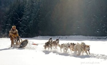 110 jmen aljašských psů