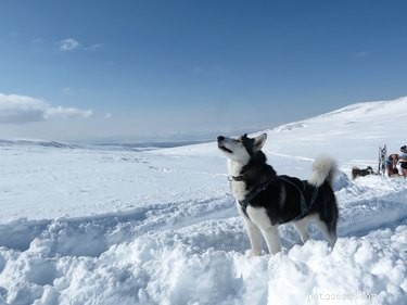 110 nomes de cães do Alasca