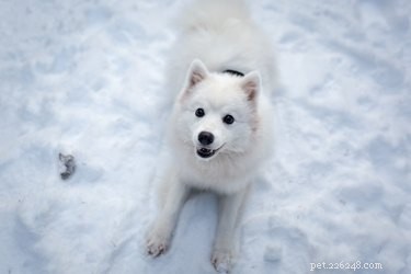 110 hondennamen uit Alaska