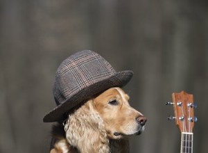 138 hudebních jmen psů