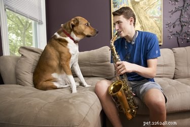 138 muzikale hondennamen