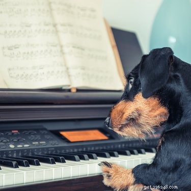 138 muzikale hondennamen