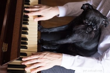 138 nomes musicais para cães