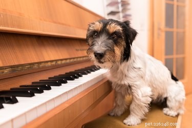138 nomes musicais para cães