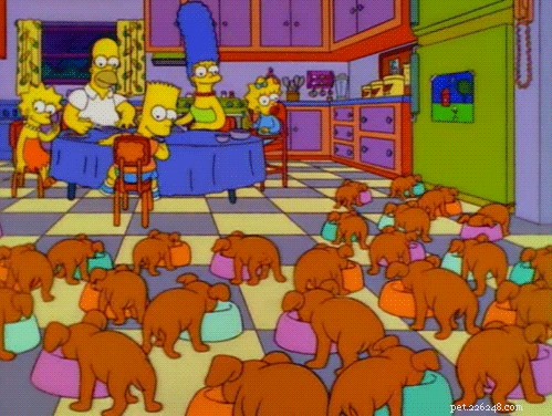 150 psích jmen inspirovaných Simpsonovými