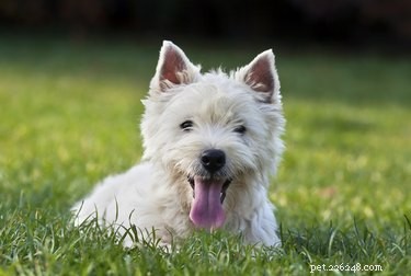 426 skotských jmen pro vašeho psa
