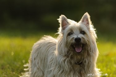 426 шотландских имен для вашей собаки