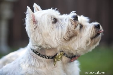 426 шотландских имен для вашей собаки