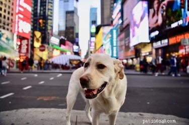 107 имен собак в стиле Нью-Йорка