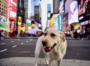 107 hondennamen in New York-thema