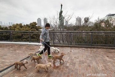 107 nomi di cani a tema newyorkese