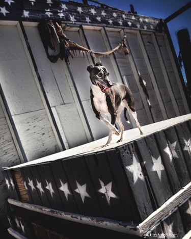 107 nomi di cani a tema newyorkese