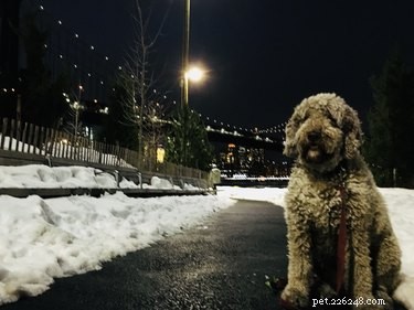 107 hondennamen in New York-thema