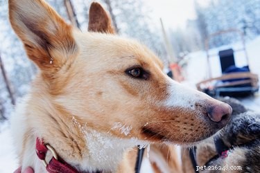 104 шведских имени для вашей собаки
