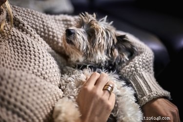 104 noms suédois pour votre chien