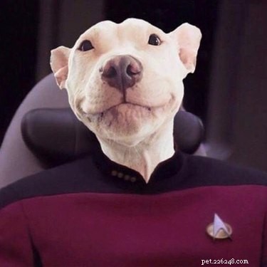146 door Star Trek geïnspireerde hondennamen