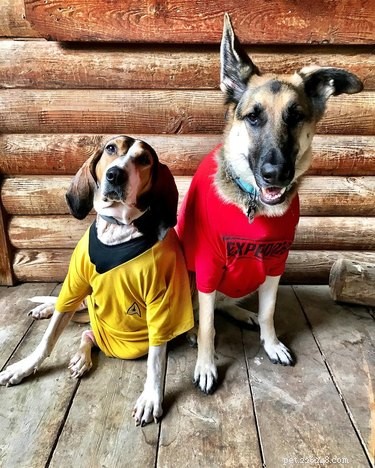 146 кличек собак, вдохновленных «Звездным путем»