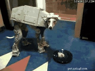 117 кличек собак, вдохновленных Звездными войнами