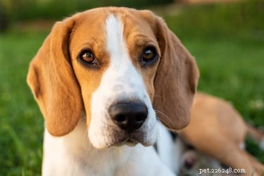106 nomes para seu Beagle