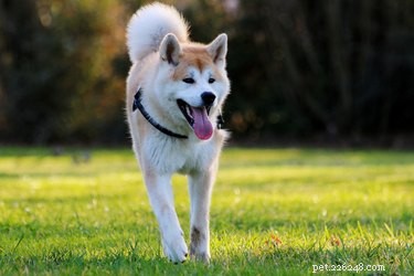 326 nomes de cachorros japoneses únicos e incríveis