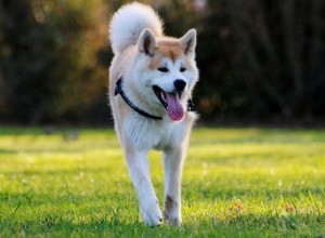 326 noms de chiens japonais uniques et impressionnants