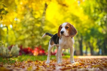 290 namen van jachthonden voor je woeste kleine pup