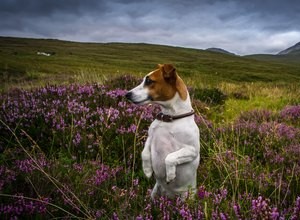 220 irländska namn som din hund skulle ha tur att ha