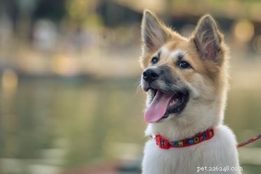 227 autentiska grekiska namn för hundar