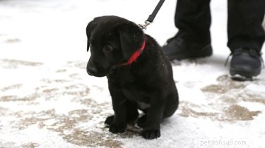 Jak by měla Kanada pojmenovat toto štěně labradora?