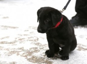 캐나다는 이 래브라도 강아지의 이름을 무엇으로 지정해야 하나요?
