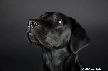 200 nomes para cães pretos