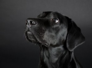 200 namen voor zwarte honden