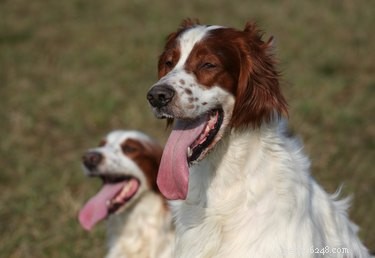 130 милых кельтских имен собак