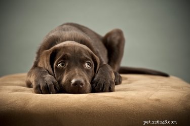 140 perfekta namn för bruna hundar