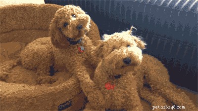 140 nomes perfeitos para cães marrons