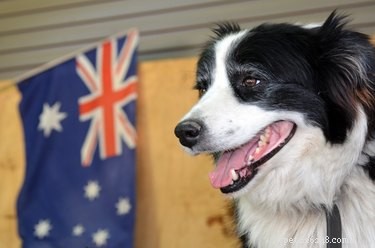 100 jmen australských psů ze země dole