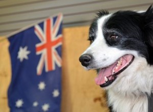 100 nomes de cães australianos da terra abaixo