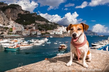 チャオベラ！犬のための220の完璧なイタリアの名前 