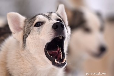104 nomes incríveis para cães Husky
