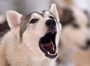 104 fantastische namen voor husky-honden 