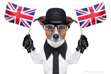 200 charmante Britse hondennamen