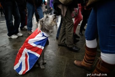 200 charmants noms de chiens britanniques
