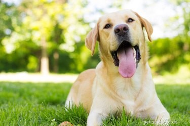 505 nomi perfetti per i cani Labrador