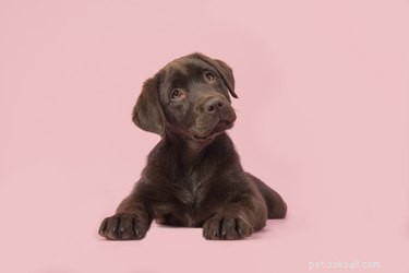 505 namn perfekta för labradorhundar
