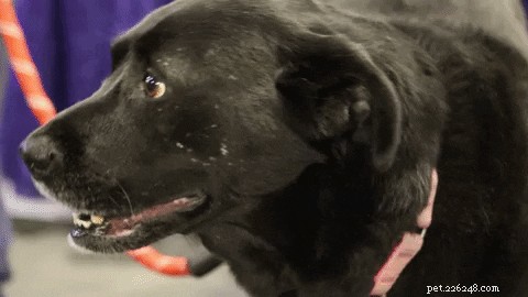 505 nomi perfetti per i cani Labrador